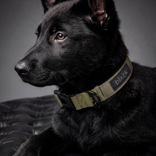 COLLAR PETS COLLECTION
