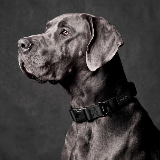 COLLAR PETS COLLECTION